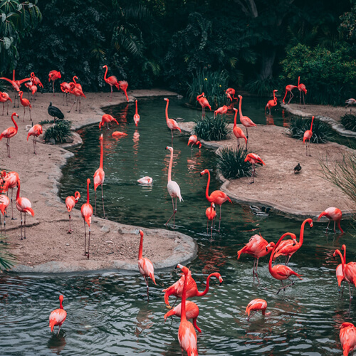 flamingos